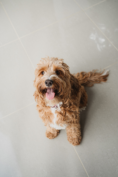 Fudge , Office Mascot